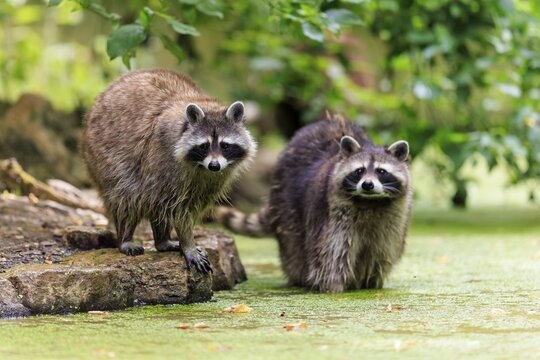 Two raccoons standing on a stone in a green, autumnal forest, raccoon (Procyon lotor), Germany