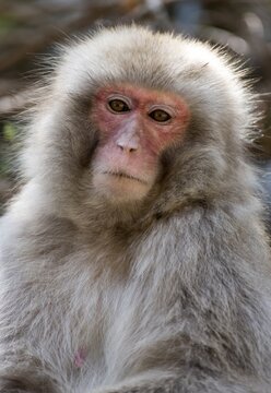 Japanese Macaque (Macaca fuscata), Snow Monkey Park, Jigokudani, Yamanouchi, Japan