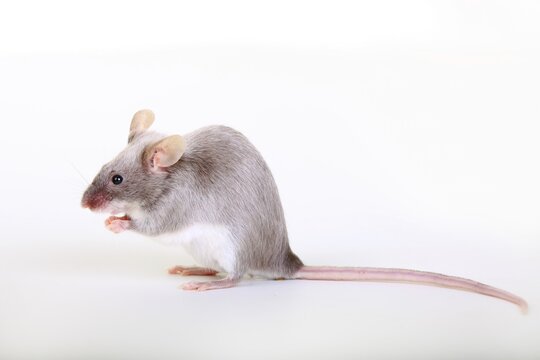 Fancy Mouse, a domesticated form of the House Mouse (Mus musculus)