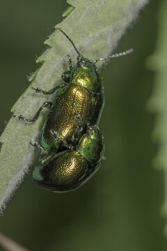 Leaf beetle (Chrysomela cerealis) , animal pair, copula on a leaf stem, Baden-W&uuml;rttemberg, Germany