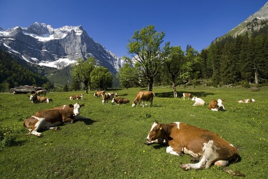 Cows laying and grazing on an alpine pasture, Eng-Alm, Karwendel Range, Tyrol, Austria, Europe
