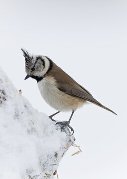 Crested Tit (Parus cristatus)