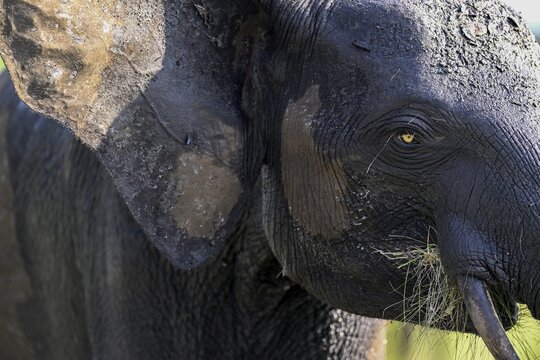 African forest elephant (Loxodonta cyclotis) in Loango National Park, Parc National de Loango, portrait, Ogoou&eacute;-Maritime Province, Gabon