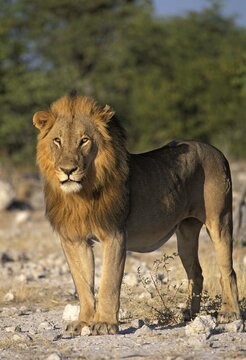 Namibia - Etosha NP - standing lion