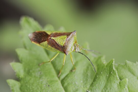 Hawthorn shield bug (Acanthosoma haemorrhoidale), North Rhine-Westphalia, Germany