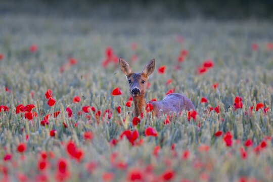 Roe deer (Capreolus capreolus) adult female doe in a farmland cereal crop in the summer with red poppy flowers, England, United Kingdom