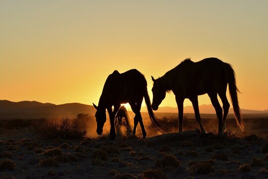 Namib desert horses (Equus ferus) at sunset, backlight, near watering hole at Garub, Aus, Karas Region, Namibia