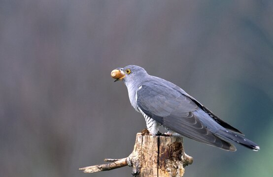 Common Cuckoo (Cuculus canorus) with acorn, Allgaeu, Germany, Europe
