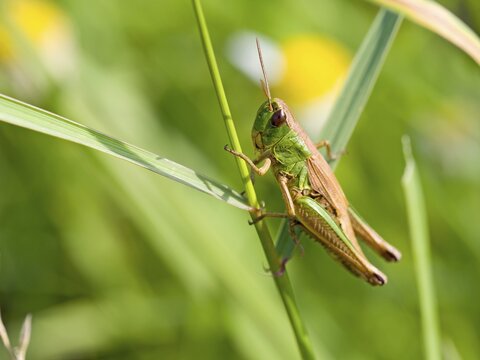 Meadow grasshopper (Chorthippus parallelus), Hesse, Germany
