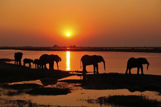 Elephants (Loxodonta africana), silhouettes at sunset, marching along the banks of the Chobe River, Chobe National Park, Botswana