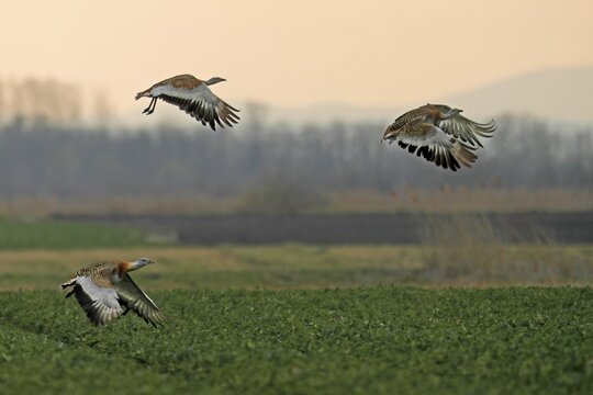 Great bustards (Otis tarda) flying above a field, Andau, Burgenland, Austria