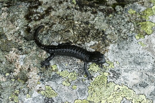 Alpine Salamander (Salamandra atra), Kellerjoch, Tux Alps, Tirol, Austria