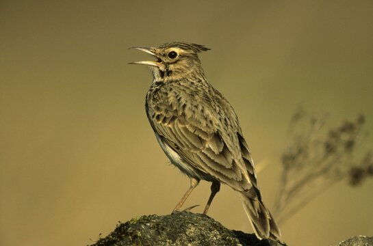 Crested Lark (Galerida cristata), singing, chirping