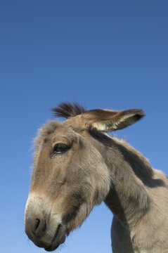 Portrait of a donkey mare