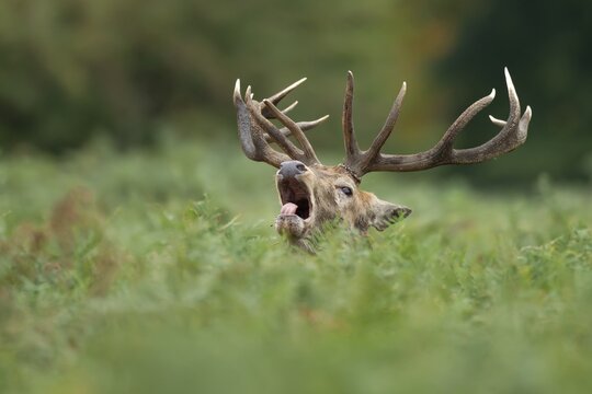Red deer (Cervus elaphus) adult male stag roaring during the rutting season in autumn, England, United Kingdom
