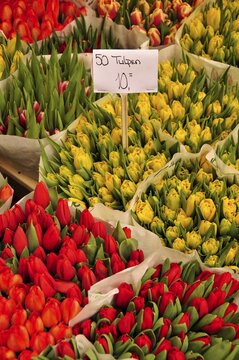 Tulips at the traditional flower market in the city centre of Amsterdam, Holland, Netherlands, Europe