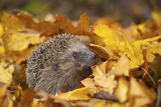 European hedgehog (Erinaceus europaeus) adult emerging from a pile of fallen autumn leaves, Suffolk, England, United Kingdom