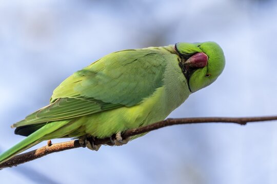 Rose-ringed parakeet (Psittacula krameri) on a branch, wildlife, Germany