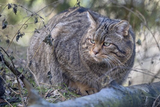 Wildcat (Felis silvestris), lurking in a bush, captive, Alpine Zoo, Innsbruck, Tyrol, Austria