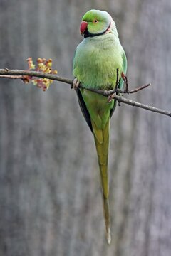 Rose-ringed parakeet (Psittacula krameri) sitting on a branch, Germany