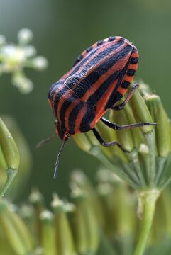 Striped Shield Bug (Graphosoma lineatum), Tratzberg Nature Reserve, Tirol, Austria