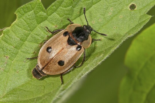 Peltidae (Peltidae sp.), Baden-W&uuml;rttemberg, Germany