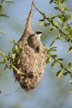 Penduline Tit (Remiz pendulinus) perched on the nest, bag nest hanging from a tree, Thuringia, Germany