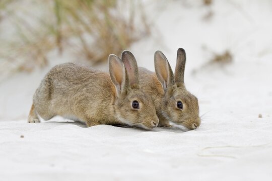 European or common rabbits (Oryctolagus cuniculus) sniffing, sand dunes, Prerow, Mecklenburg-Western Pomerania, Germany