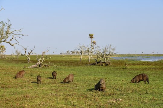 Capybaras (Hydrochoerus hydrochaeris), Estancia El Socorro, near Colonia Carlos Pellegrini, Esteros del Iber&aacute;, Province of Corrientes, Argentina