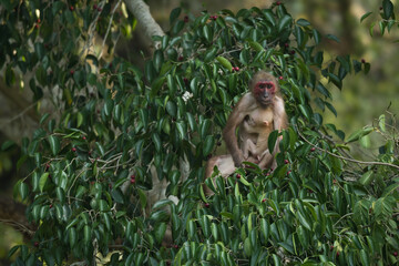 A group of Stump-tailed macaque relaxing and sitting of the road at Kaeng Krachan NP Thailand © KC-Bird&Nature