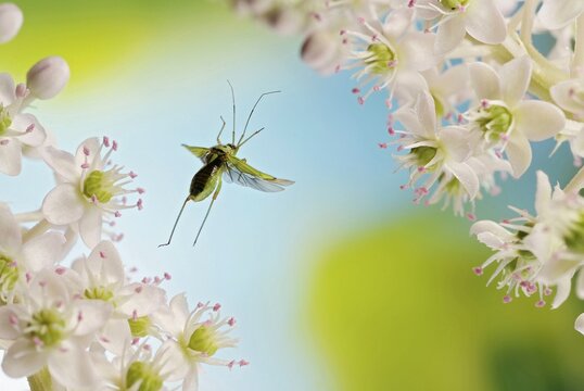 Stenotus binotatus (Stenotus binotatus) plant bug, pokeweed (Phytolacca sp.), Saxony-Anhalt, Germany
