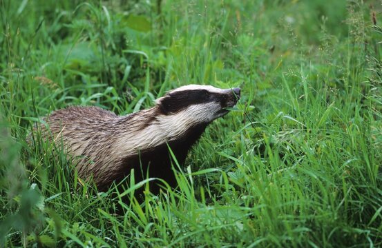 Badger (Meles meles) in dewy grass, Allgaeu, Bavaria, Germany, Europe
