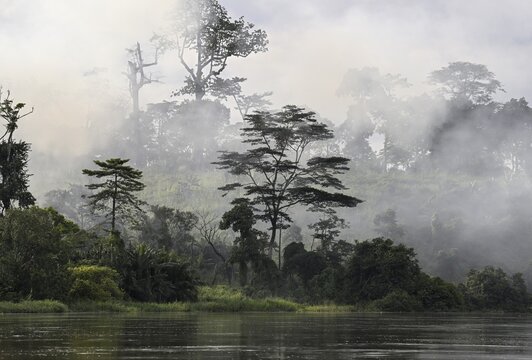 Fog over the rainforest along the Sangha River, Dzanga-Sangha Complex of Protected Areas (DSPAC), Sangha-Mba&eacute;r&eacute; Prefecture, Central African Republic