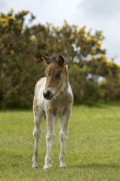 Shetland Pony south west England