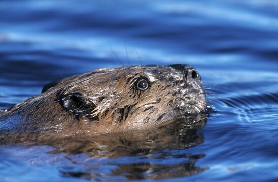 European beaver (Castor fiber), Alaska, North America