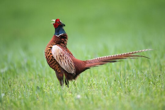 Pheasant (Phasianus colchicus), cock displaying, Lower Austria, Austria