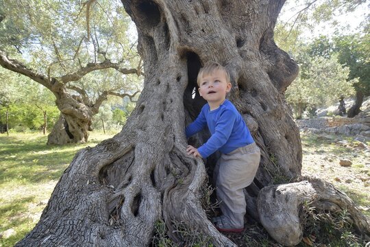 Toddler playing in an olive grove, Port de S&oacute;ller, Majorca, Balearic Islands, Spain
