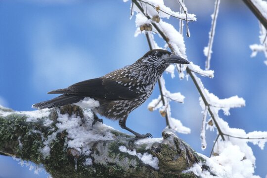Spotted Nutcracker (Nucifraga caryocatactes)