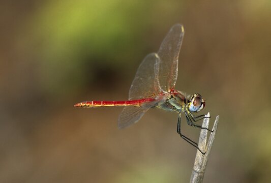 Red-veined Darter Dragonfly (Sympetrum fonscolombii), male