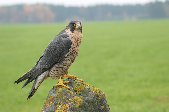 Peregrine Falcon (Falco peregrinus), Allg&auml;u, Bavaria, Germany