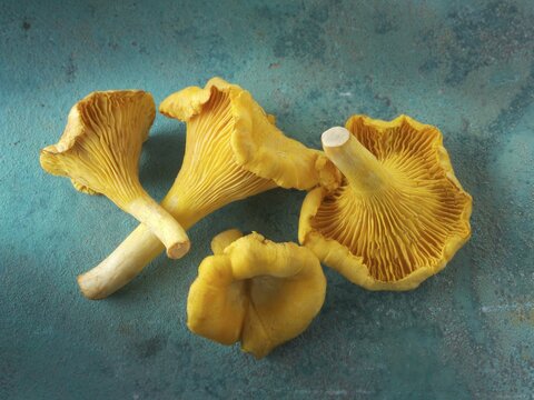 Chanterelle or girolle mushrooms (Cantharellus cibarius)