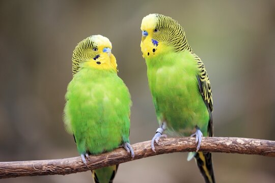 Budgerigars (Melopsittacus undulatus) sitting on branch, captive