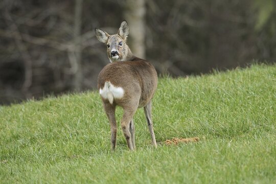 European roe deer (Capreolus capreolus) in winter coat and eye injury secured in the meadow, Allg&auml;u, Bavaria, Germany