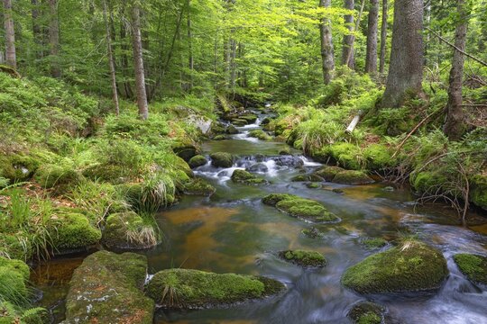 Kleine Ohe, natural forest stream in the Bavarian Forest National Park, Bavaria, Germany