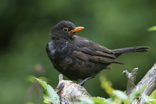 Blackbird (Turdus merula)