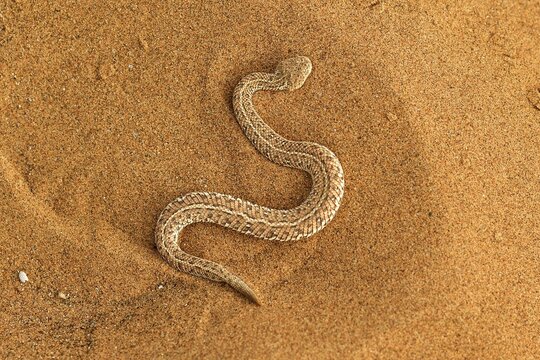P&eacute;ringuey's Adder (Bitis peringueyi) in the sand, Namib Desert, Namibia