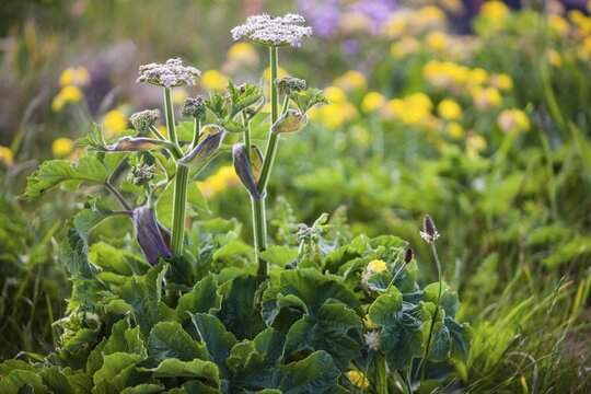 Hogweed (Heracleum), Cornwall, England, United Kingdom