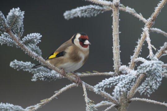 European goldfinch (Carduelis carduelis) adult bird on a frost covered garden Christmas tree in winter, England, United Kingdom