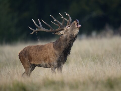 Red Deer (Cervus elaphus), deer rut, Copenhagen, Denmark