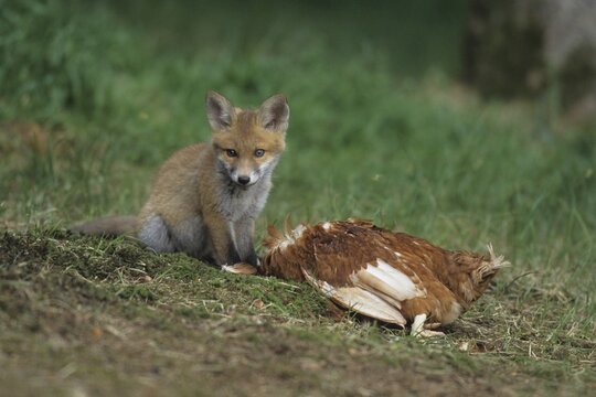Red Fox (Vulpes vulpes), young feeding on chicken
